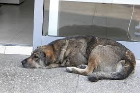 Profit from trades using our values! Dog Adoption Are You Taking Home More Than You Bargained For Bugbitten