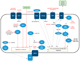 Jcm Free Full Text Role Of Non Coding Rnas In The Development Of Targeted Therapy And Immunotherapy Approaches For Chronic Lymphocytic Leukemia Html
