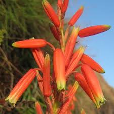 Image result for Aloe inyangensis