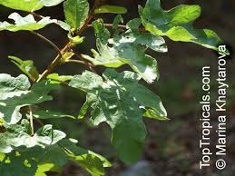 Image result for Clappertonia ficifolia