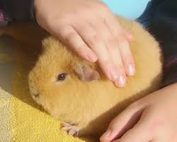 Hier ist ein ausmalbild von zwei süßen, kuscheligen meerschweinchen, die zusammen. Nager 4teachers Suchergebnisse Seite 1