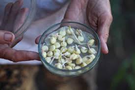 We did not find results for: How To Germinate Seeds For Hydroponics Step By Step