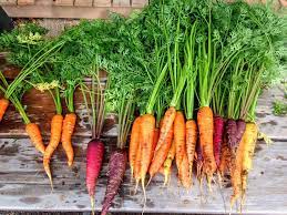 How to know when carrots are ready to pull 1. Carrots University Of Maryland Extension