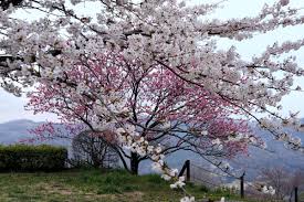 M2 紅白の桜.JPG | GANREF