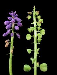 Image result for Hyacinthaceae