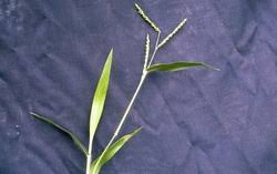 Image result for Schmidtia kalahariensis