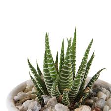 Así habremos creado un centro de mesa con plantas crasas. Arreglo Suculenta Cactus Variable The Home Depot Mexico