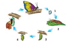 Makhluk hidup yang berperan sebagai konsumen tingkat iii pada gambar berikut adalah…. 40 Soal Daur Hidup Hewan Ipa Jawaban Essay Pilgan Muttaqin Id