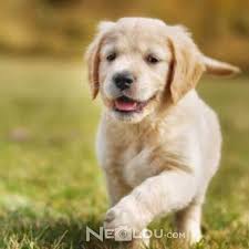 Golden Retriever Cinsi Kopek Bakimi Ve Ozellikleri