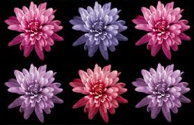 From meadows to coastal cliffs, you can find flower fields in different settings. 5 Top Tips On Low Key Flower Photography Ephotozine