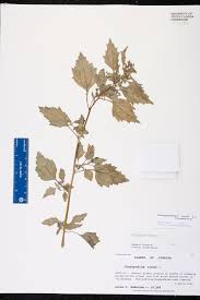 Image result for Chenopodiastrum