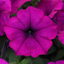 Easy Wave Violet Spreading Petunia