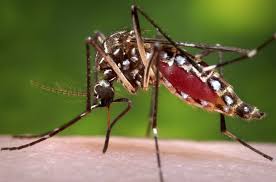 But it is also killing more people than other, more familiar, causes of death. Mosquitoes Kill More People Every Day Than Sharks Do In A Century World Economic Forum