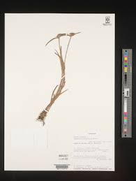 Image result for Cyanotis caespitosa