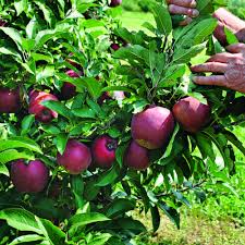 Please feel free to share + upload your own fruit trees gallery pics in addition to rating the photos & posting comments. Tips For Growing Apple Trees Finegardening