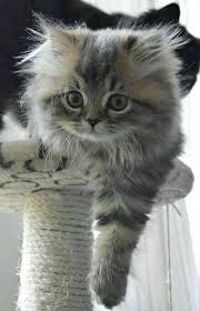 Catstuff Hashtag Instagram Posts Videos Stories On Bildgram Com Kittens Cutest Beautiful Cats Cats And Kittens