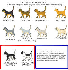 Colour And Coat Genetics In Cats Cats From Your Wildest Dreams