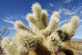 Los cactus son plantas que conquistan corazones con una gran facilidad; Cactaceas Riqueza Natural De Mexico Secretaria De Medio Ambiente Y Recursos Naturales Gobierno Gob Mx
