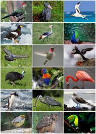 Maybe you would like to learn more about one of these? Burung Wikipedia Bahasa Indonesia Ensiklopedia Bebas