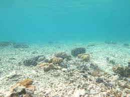 Bom Ikan Hancurkan Terumbu Karang Halmahera