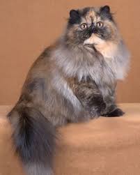 Parti Colour Persian Cat Persian Kittens Cat Breeds Cats