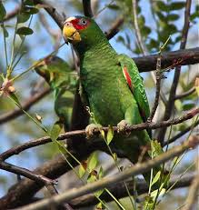 White Bird With Big Mouth The Male White Fronted Parrot Vomits In The Female S Mouth During Their Mating Ritual Parrot Bird Life List Cute Baby Animals