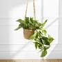 Air purifying plants for bathroom from www.bloomandwild.com