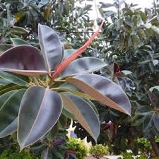 Image result for Acanthophoenix rubra