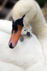 Nermin Karakus Beautiful Birds Baby Animals Animals