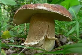 33 Excellents Champignons Champignons Passion Champignon Champignon Comestible Cueillette Champignon