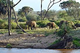 The habitat of an animal or plant is the natural environment in which it normally lives. What Is A Habitat Theschoolrun