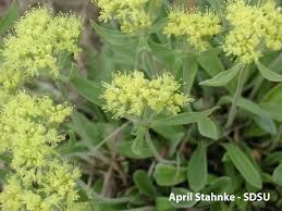 Image result for Eriospermum flexuosum