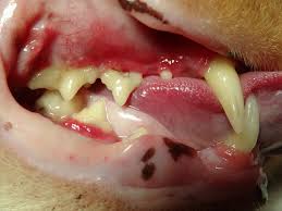 Here you will find one or more explanations in english for the word faucitis. What Is Feline Stomatitis In Cats