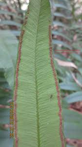 Image result for Marattiaceae