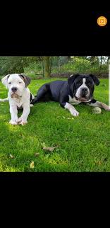 Our work is focused on the physical and healthy but not only ! American Bully Xxl Twitterissa Wir Wunschen Euch Allen Einen Schonen Freitag Endlich Wochenende Lg Die Hueytown Bullys