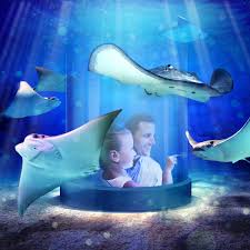 Newport Ky Today Newport Aquarium Announced Stingray Hideaway Enter Their World The Only Stingray Experience Of Its Ki Newport Aquarium Aquarium Newport