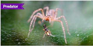 What Is A Predator Types Adaptation And Examples Monday, today, last week, mar 26, 3/26/04. what is a predator types adaptation