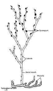Image result for Psilotrichum