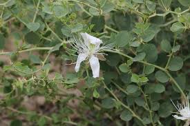 Image result for Capparis fascicularis