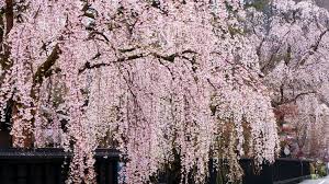 Check spelling or type a new query. Weeping Cherry Trees The Best Cascading Faves
