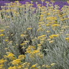 Image result for Helichrysum nitens