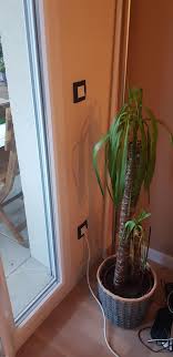 Je peux vous dire que le bout du tunnel n'est pas si loin ! Yucca Aux Feuilles Tombantes Probleme D Arrosage Manque De Lumiere Forum Jardinage