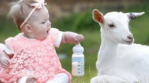 Demam kuning biasanya mudah menyerang pada bayi yang lahir pramatang iaitu sebanyak 80 peratus. Bolehkah Memberikan Susu Kambing Untuk Bayi Sebagai Pengganti Sufor Orami