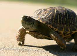The Secret To Turtle Hibernation Butt Breathing Pbs Newshour