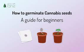 Maybe you would like to learn more about one of these? How To Germinate Cannabis Seeds A Guide For Beginners