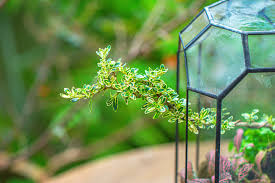 Image result for Hydrocotyle sibthorpioides