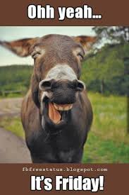 Funny Friday Quotes Memes To Make You Smile Laughing Animals Smiling Animals Happy Animals