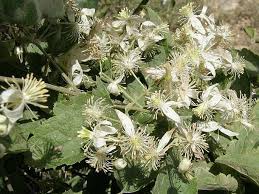 Image result for Clematis hirsuta