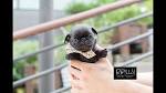Mini Pug Puppies for Sale – Boutique Pups LLC