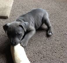 Pin On Animals I